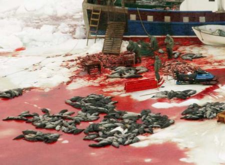 masacre des animau