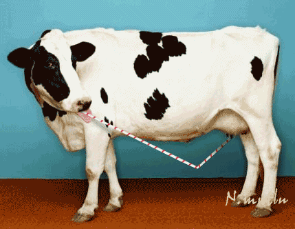 vache